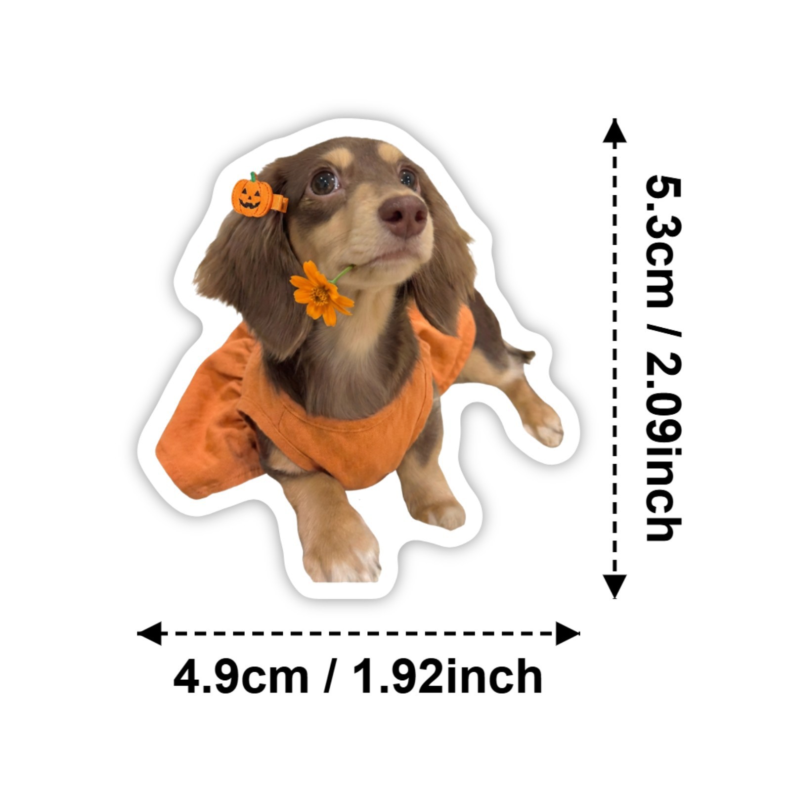 50 Pcs HD Cute Dachshund Stick - Motorcycle Gear For Dogs 评论和价格